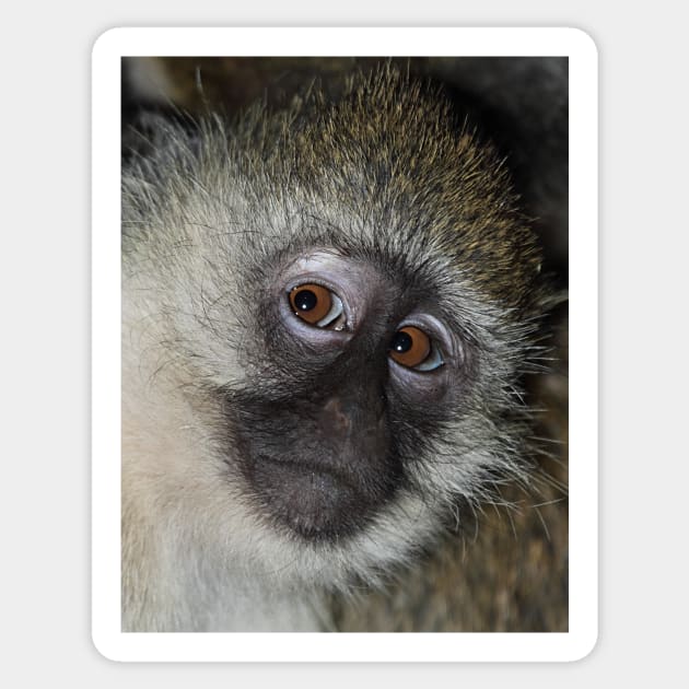 The Eyes Have It! Black-faced Vervet Monkey, Kenya Sticker by Carole-Anne